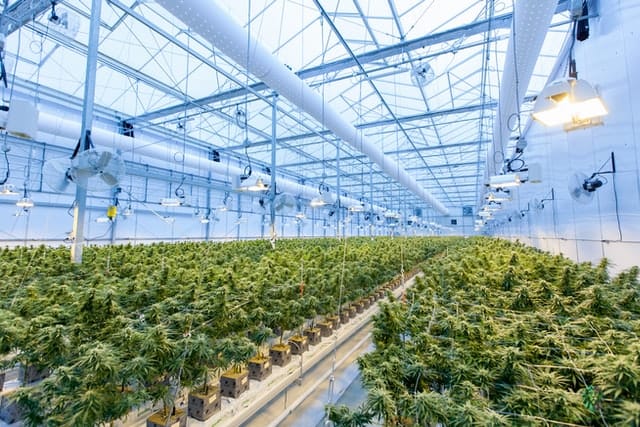 Tilray Stock