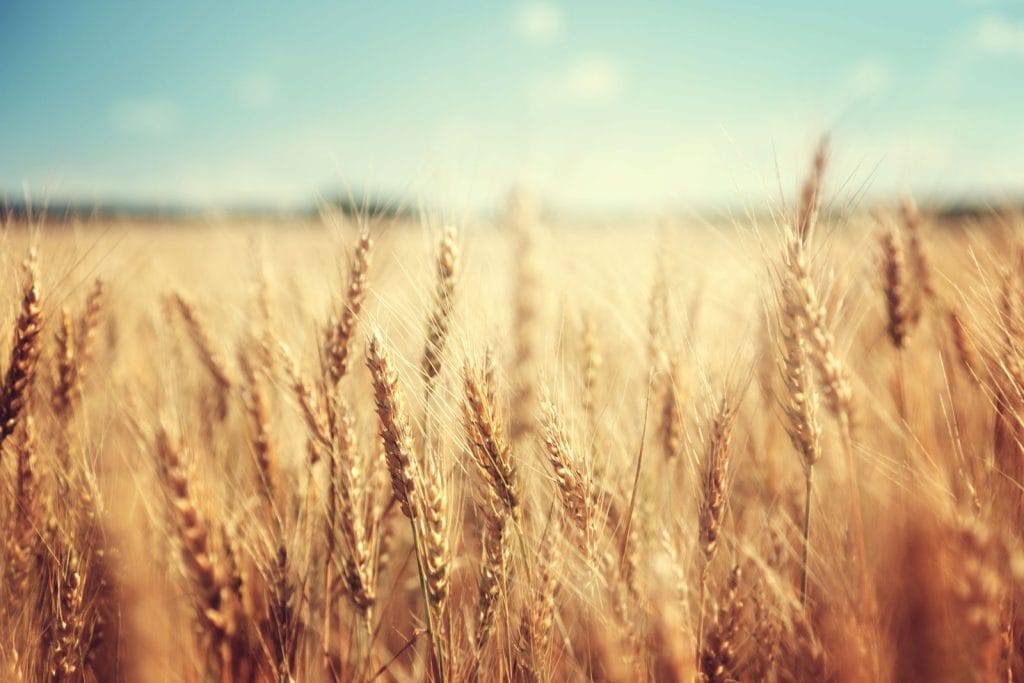 Wheat Stock